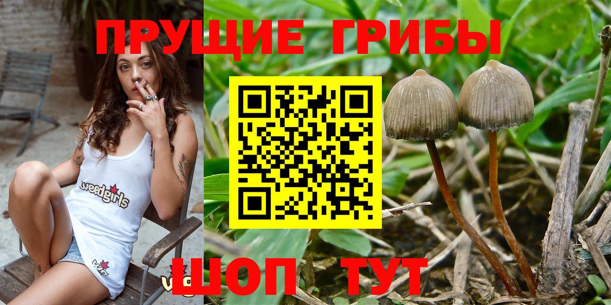 Галлюциногенные грибы GOLDEN TEACHER Светлоград